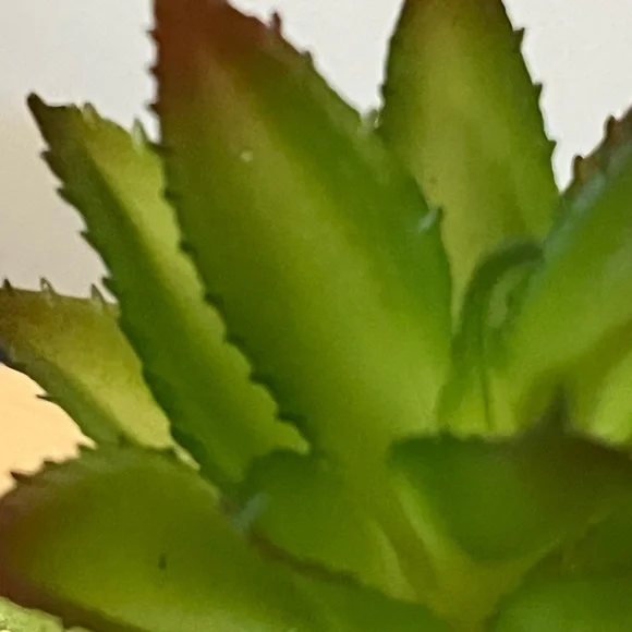 Ceramic Succulent - Picture 3 of 4